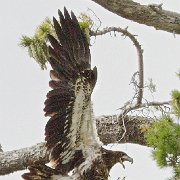 V3D1542 - Version 2 : NoteCard_Set_Q